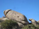 PICTURES/Tom's Thumb Trail - Again/t_Elephant Seal1.JPG